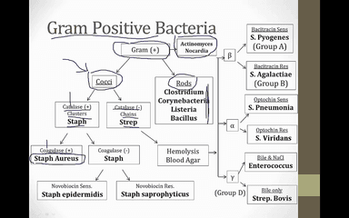 7. Bacterial Identification video thumbnail