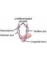 CONGENITAL MALFORMATIONS OF GENITAL TRACT cover