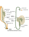 CONGENITAL MALFORMATIONS OF GENITAL TRACT cover