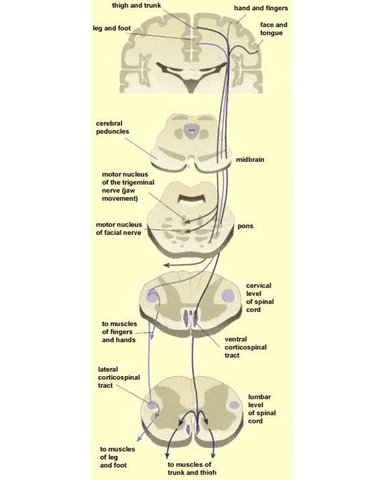 PATIENT WITH HEMIPLEGIA cover