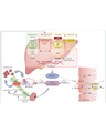 IRON DEFICIENCY ANEMIA AND ANEMIA OF CHRONIC DESEASE cover