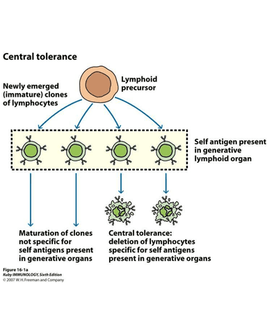DRUG INDUCED LUPUS ERYTHEMATOSUS cover