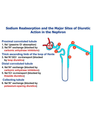 DRUGS AND THE KIDNEY cover