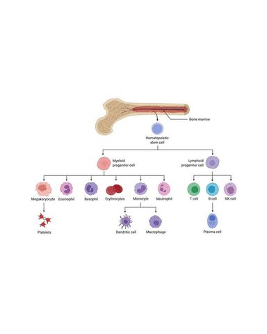 MYELODYSPLASTIC SYNDROMMES AND BONE MARROW FAILURE cover