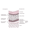 PEMPHIGUS VULGARIS PRIMARY BLISTERING DISEASES cover