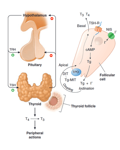 THYROID DISORDERS cover